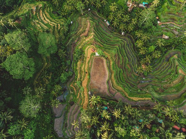 Comment découvrir les rizières en terrasses de Bali ?